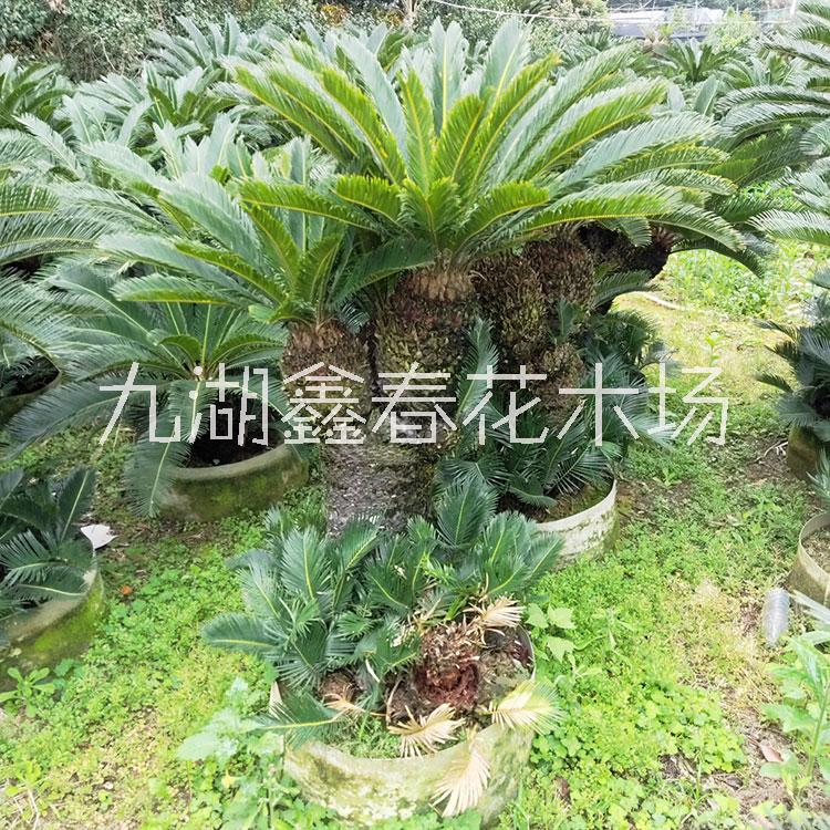 供應多頭鐵樹批發(fā),多頭蘇鐵價格,大型多頭鐵樹種植基地