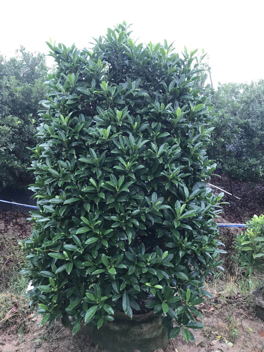優(yōu)質(zhì)非洲茉莉 中山優(yōu)質(zhì)非洲茉莉2米高