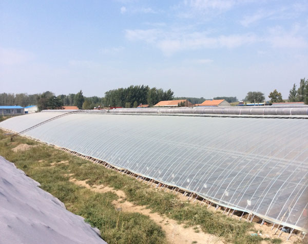 大棚建設(shè)廠家