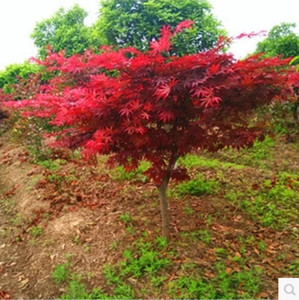 桂林紅楓樹苗優(yōu)質(zhì)供應(yīng)商-采購報價