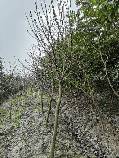 浙江紅白玉蘭種植基地銷售價格