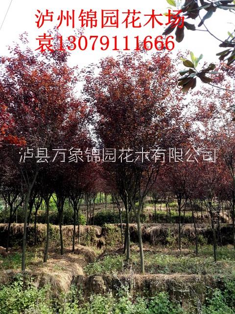 四川紅葉李苗圃種植基地*供應(yīng)紅葉李