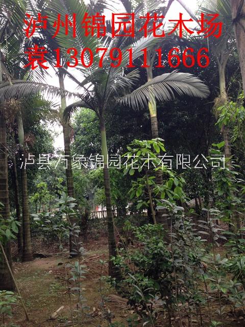 供應假檳榔樹 瀘縣錦園花木假檳榔種植基地