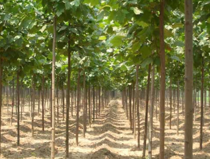 山東法桐樹(shù)苗供應(yīng)商