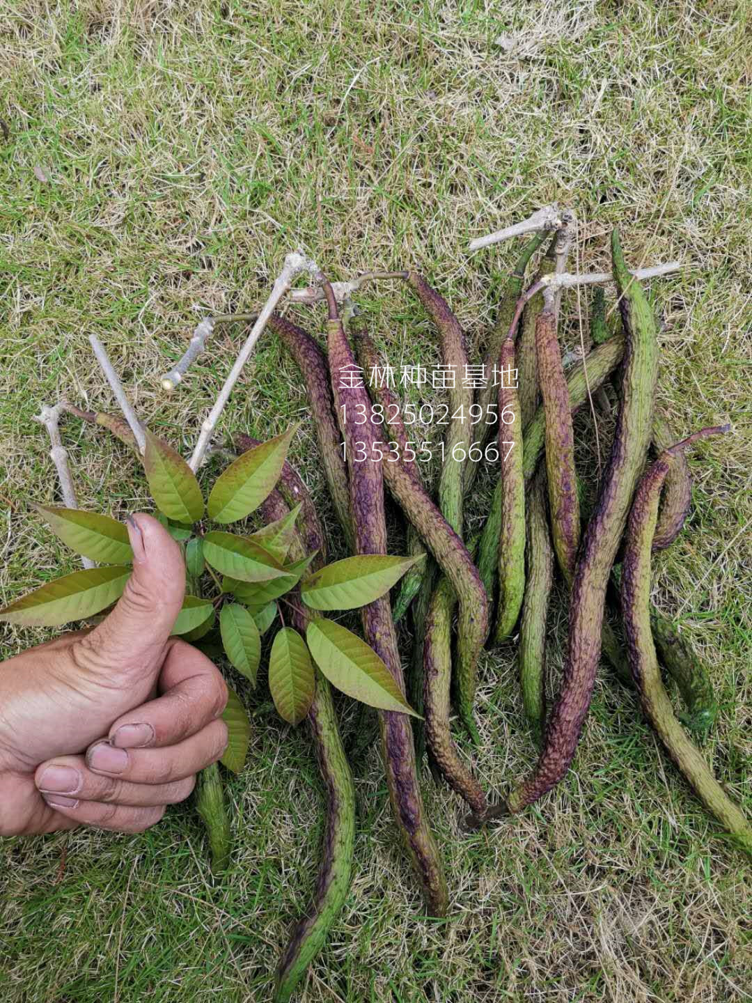 年前開(kāi)花10-80公分高小葉多花紫花風(fēng)鈴木種苗 廣東紫花風(fēng)鈴木苗基地*直銷(xiāo)  小葉多花繡球紫花風(fēng)鈴木種苗