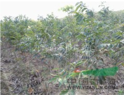 江西無患子供應(yīng)