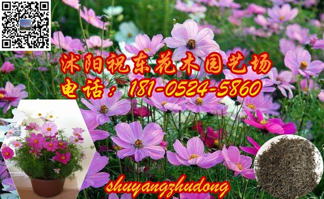 供應(yīng)常夏石竹、蔥蘭苗、波斯菊花卉種子