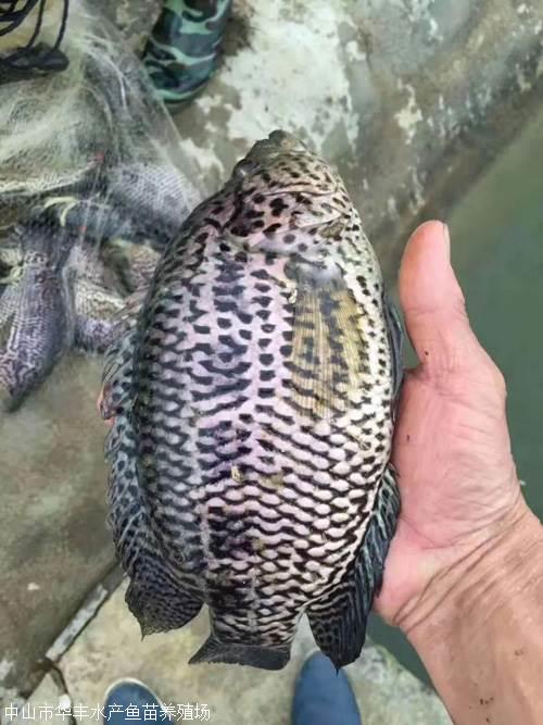 縮骨大頭魚苗廠家批發(fā)-價格-供應(yīng) 縮骨大頭魚苗