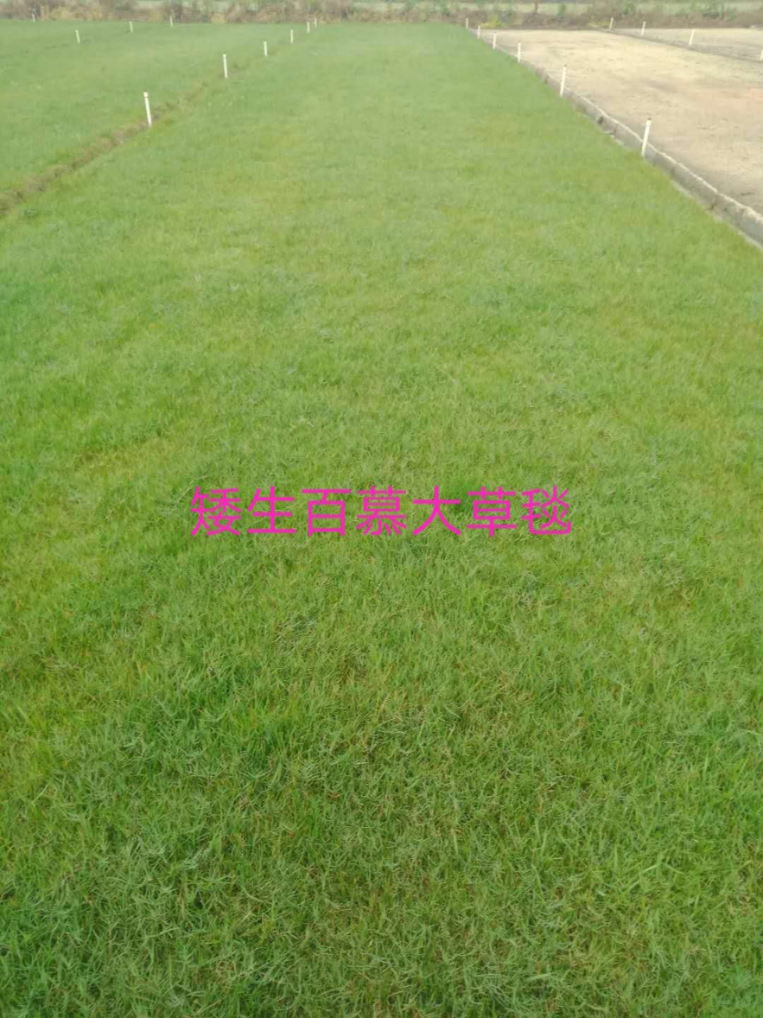 蘭引三號草皮 湖北蘭引三號草皮直銷 湖南蘭引三號草皮直銷 廣東蘭引三號草皮直銷 廣西蘭引三號草皮直銷
