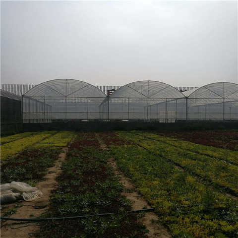 湖南連棟薄膜溫室 ,連棟薄膜溫室青州銘揚溫室工程有限公司