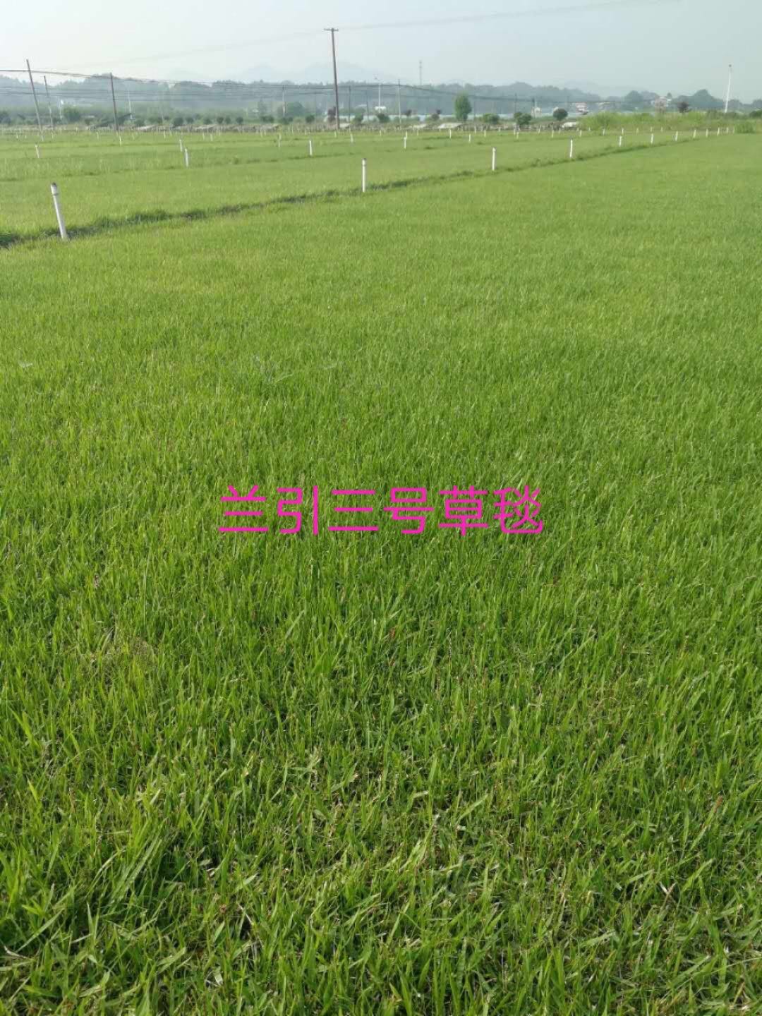 馬尼拉草皮 湖北馬尼拉草皮直銷 湖南馬尼拉草皮直銷 廣東馬尼拉草皮直銷 廣西馬尼拉草皮直銷