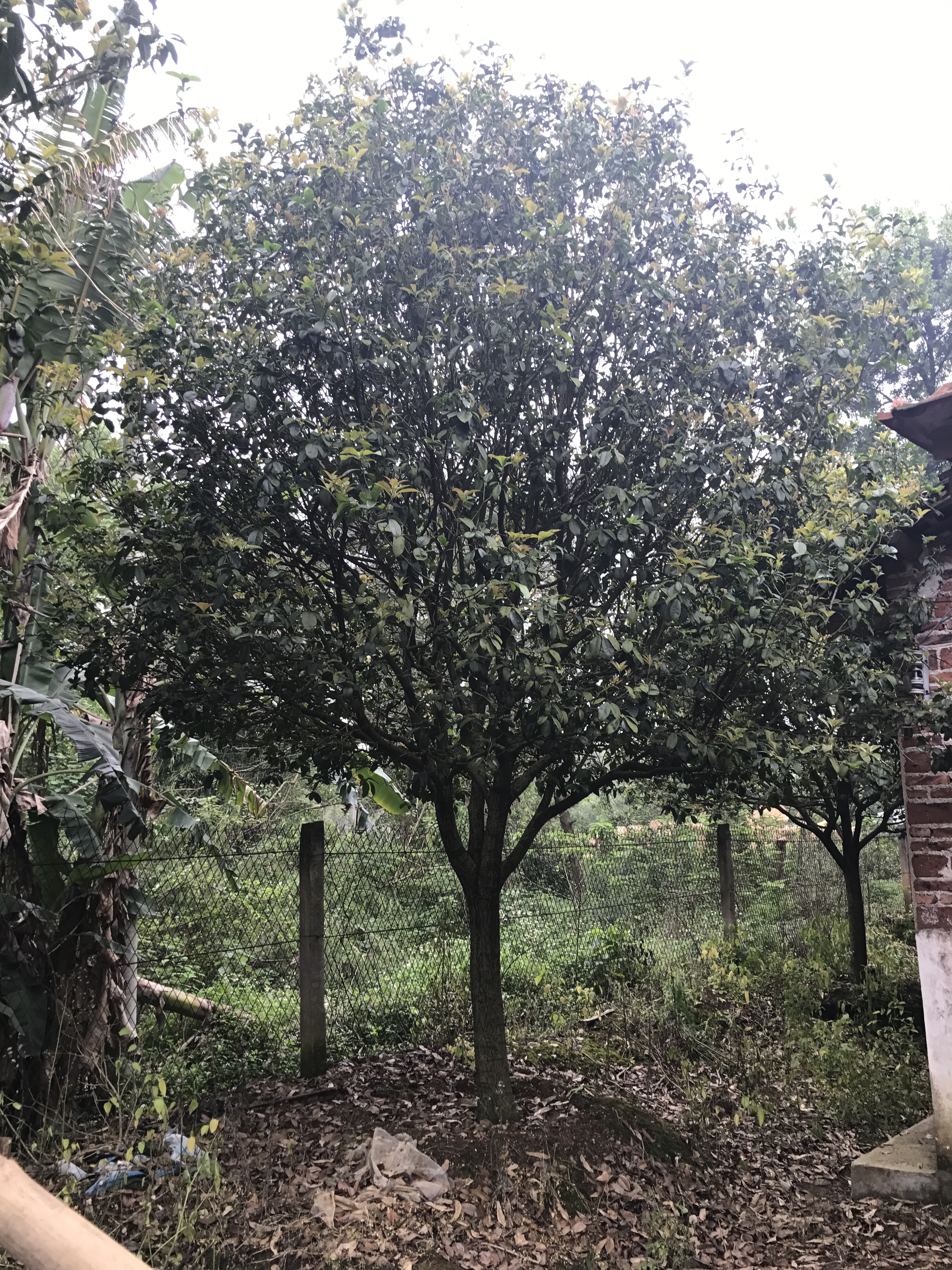 清遠小四季桂花產地,桂花苗木基地-英德市望埠鎮(zhèn)佳園苗木桂花場