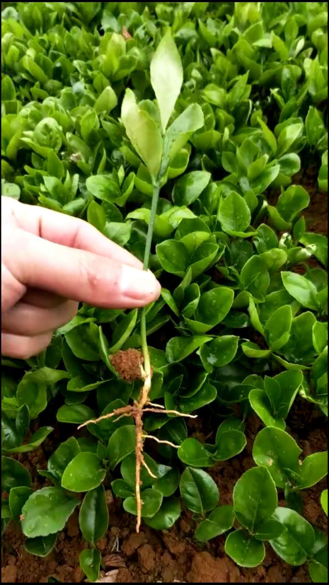 香泡芽苗廠家批發(fā)-價格  香泡芽苗