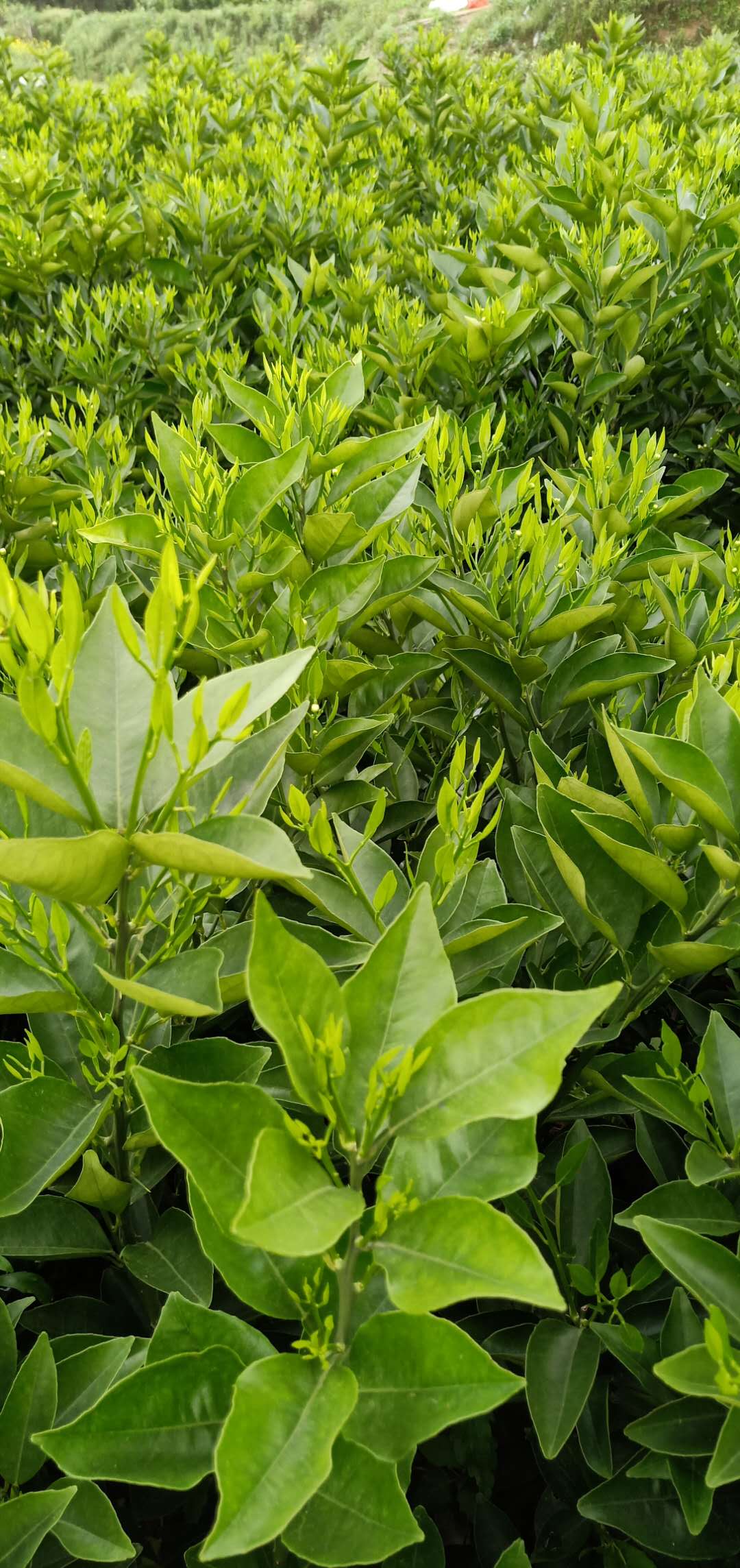 廣西臍橙苗廠家-批發(fā)-價(jià)格  臍橙苗