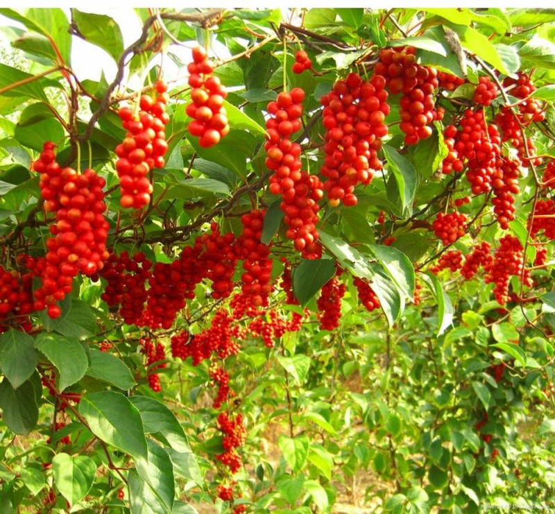 大量批發(fā)一年生東北五味子苗