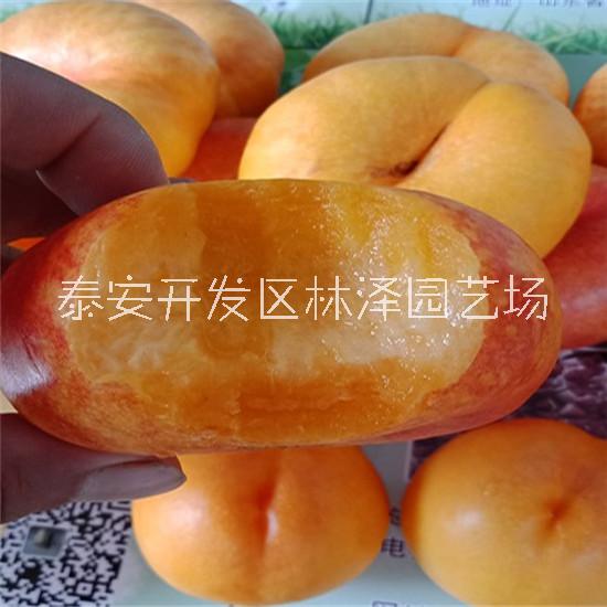 36-5油蟠桃樹苗批發(fā)價(jià)格多少錢一棵、36-5油蟠桃樹苗哪里便宜