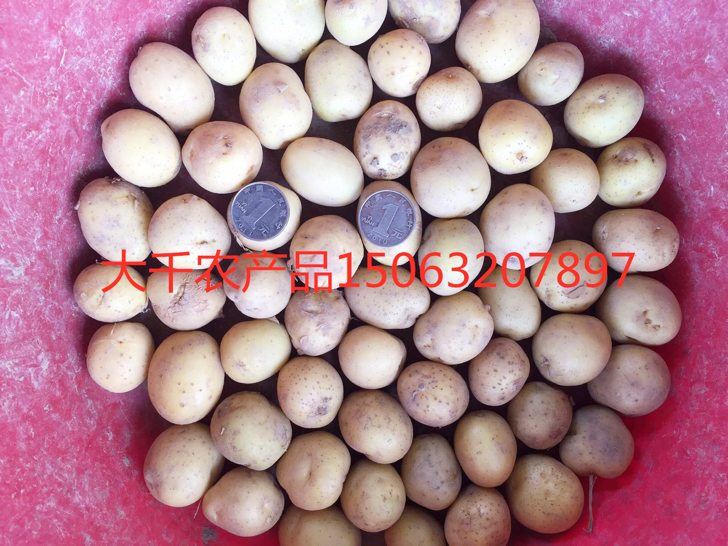 迷你小土豆 供應(yīng)全國(guó)迷你小土豆