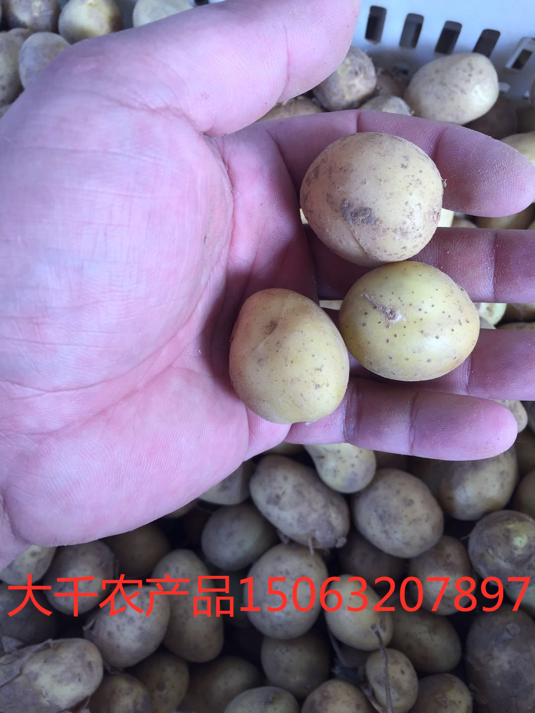 批發(fā)全國迷你小土豆哪里好