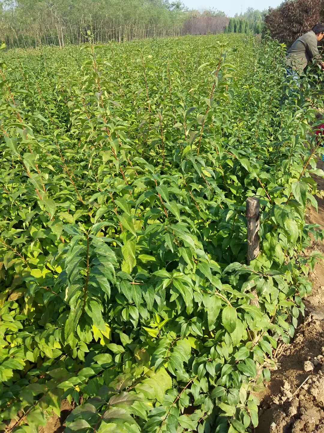 優(yōu)質(zhì)連翹種植戶基地電話，北京連翹市場*質(zhì)貨源