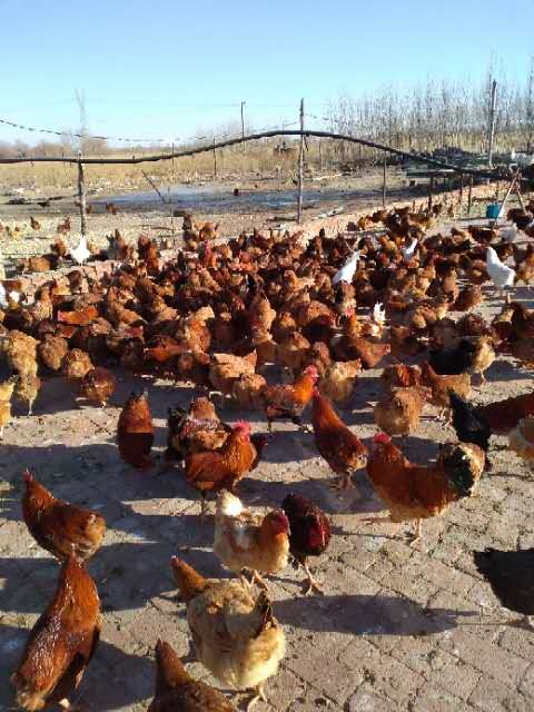酵素生物菌飼料 內(nèi)蒙古公雞供應(yīng)商 內(nèi)蒙古公雞廠家 內(nèi)蒙古公雞直銷 內(nèi)蒙古公雞批發(fā)商 散養(yǎng)公雞 不能遠郵