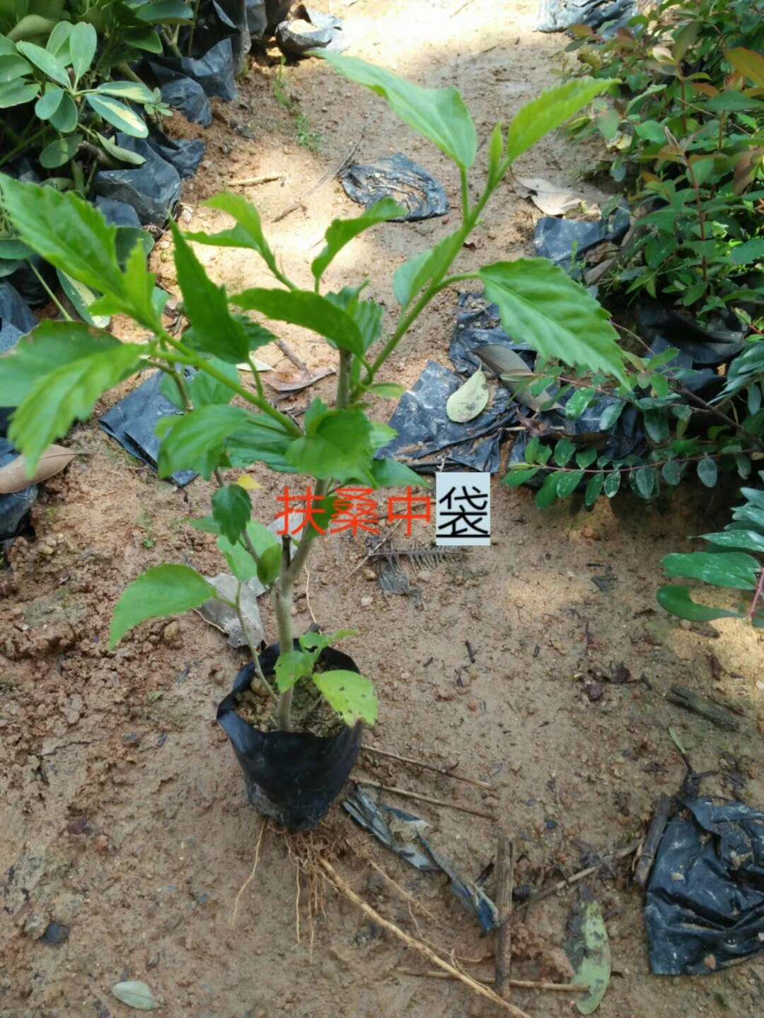 福建扶桑中袋供應(yīng)商-價格-批發(fā)   扶桑中袋