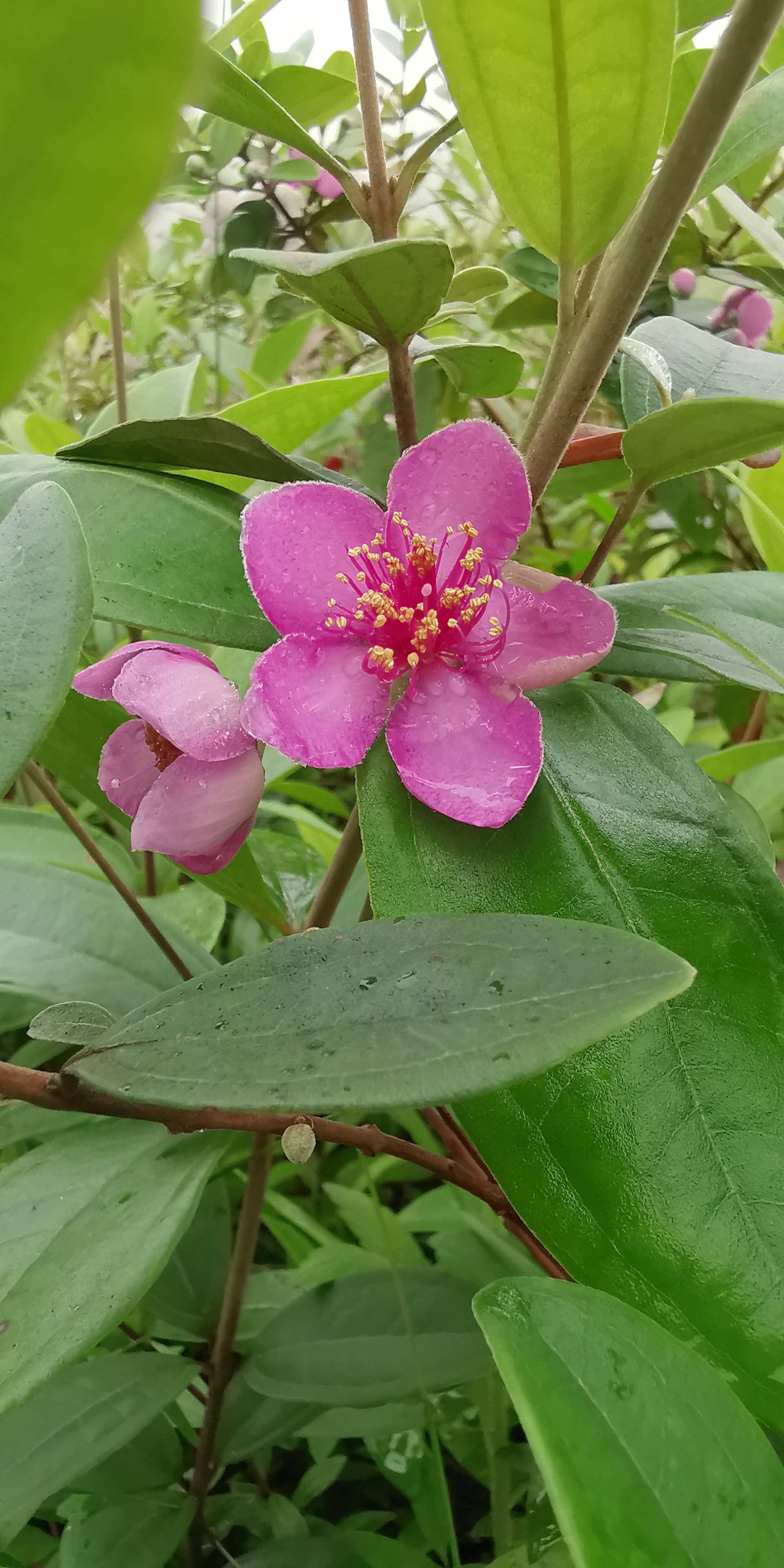 杜金娘 杜金娘種苗