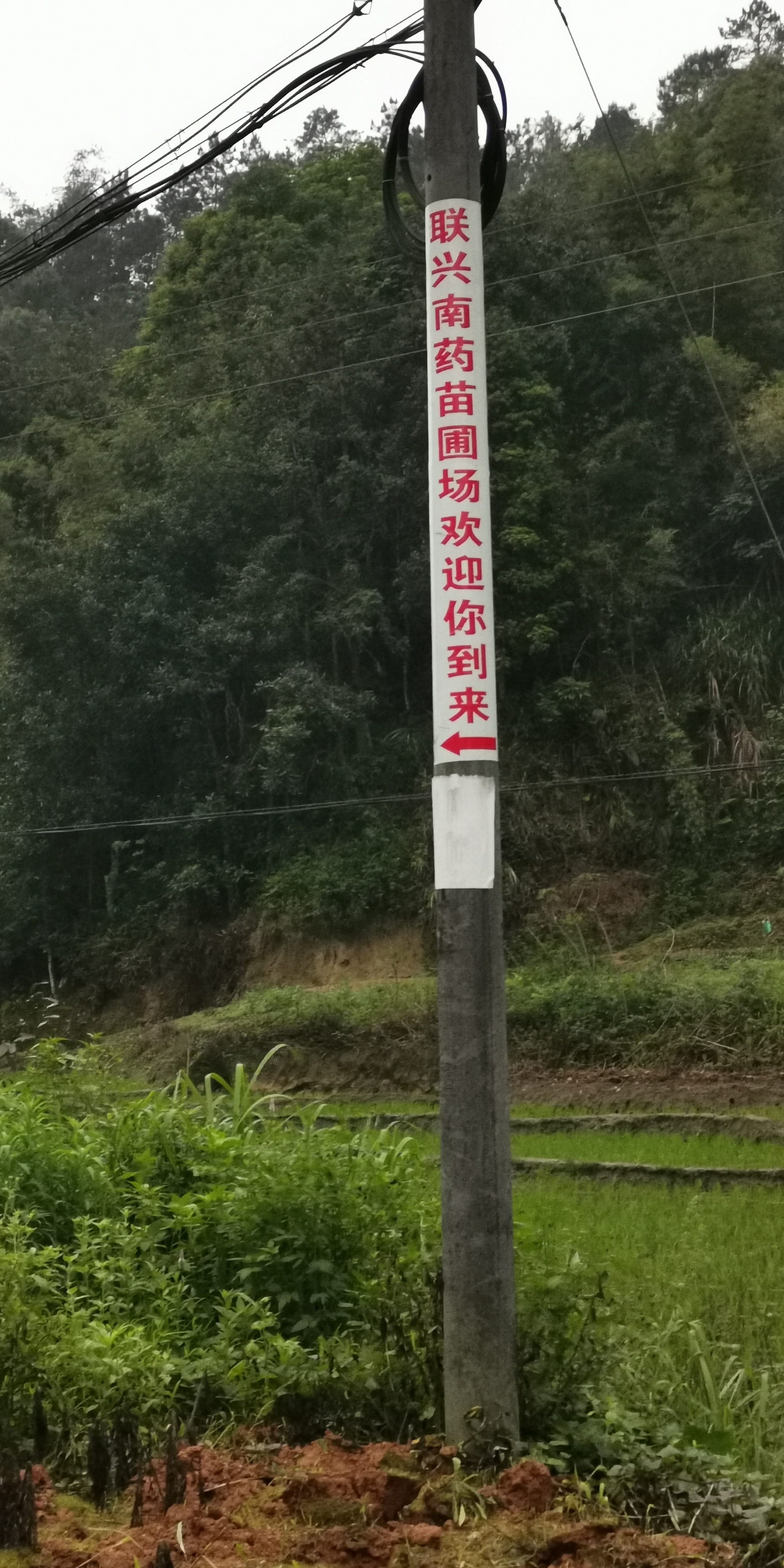 廣東云浮牛大力苗種植基地批發(fā)價(jià)哪里有多少錢