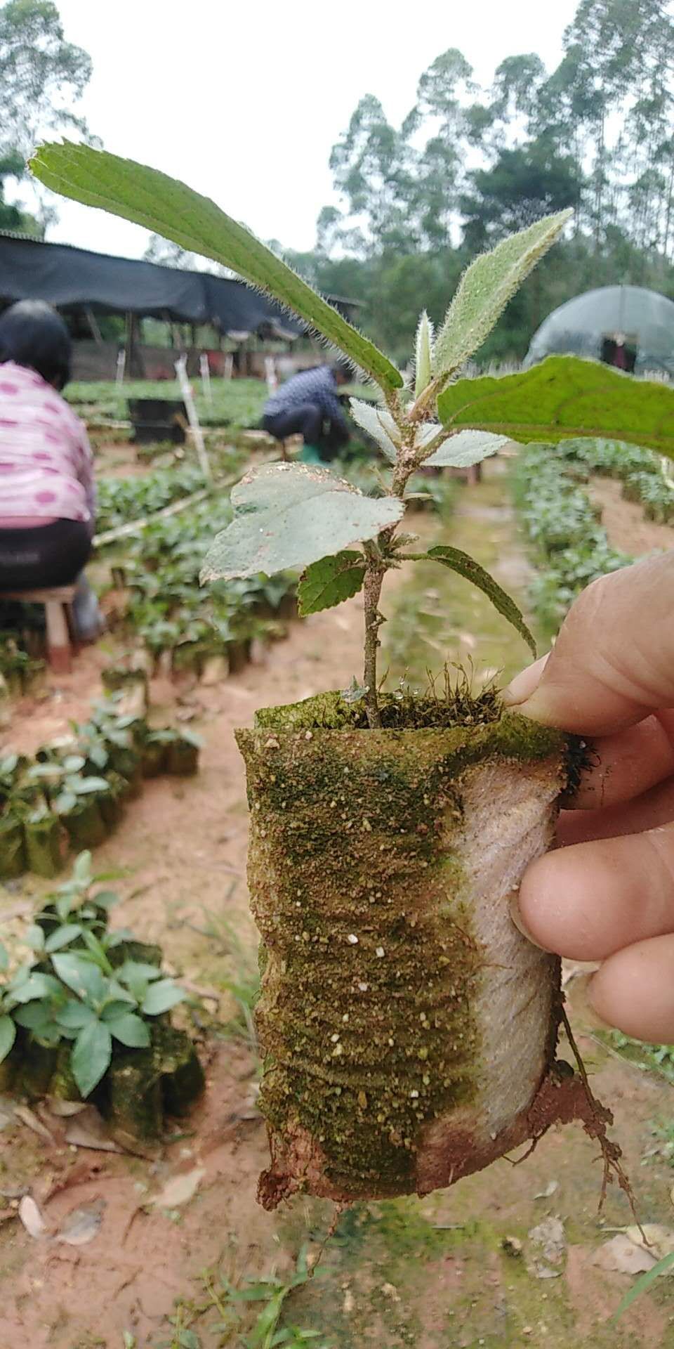廣東五指牛奶苗木價(jià)格種植基地批發(fā)價(jià)供應(yīng)商