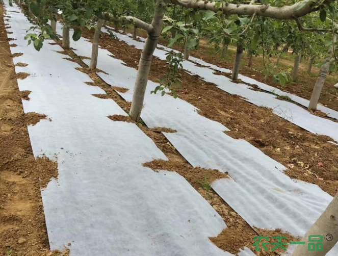 防草布是什么布？ 除草布 地布