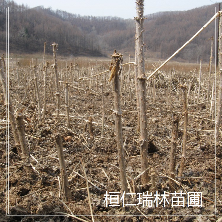 刺老包苗 樹頭菜種苗 刺苞菜樹苗 刺老包種苗 老虎刺種苗