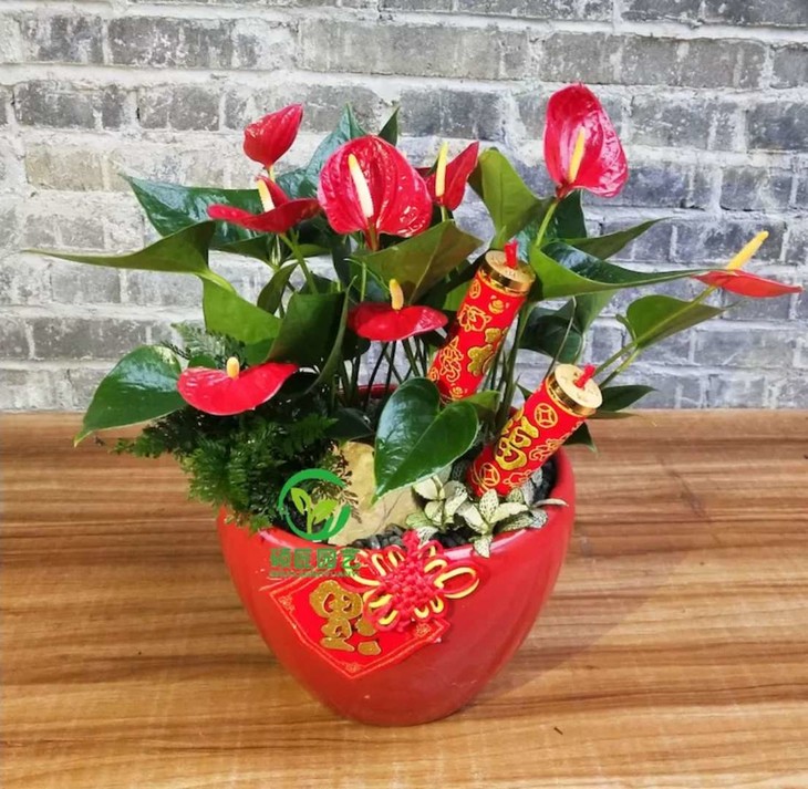 深圳植物租擺價格-供應植物租擺- 植物租擺電話