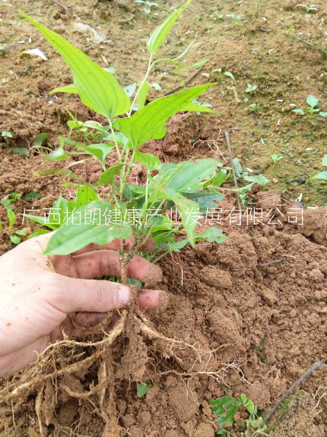 四川百部高產(chǎn)種植百部種苗