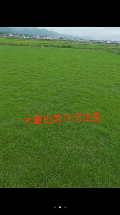 廣西馬尼拉草皮-草場直銷-價格 馬尼拉草