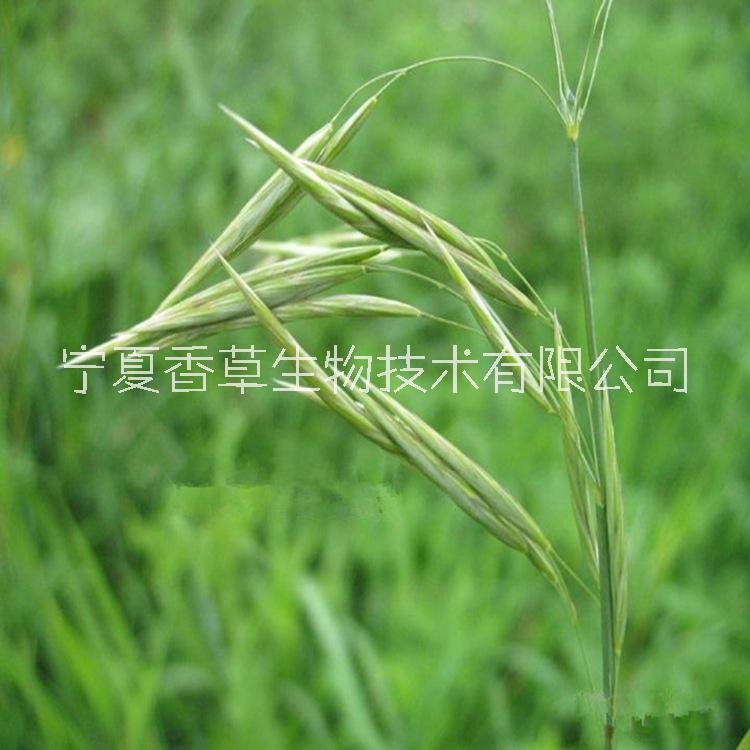 雀麥草提取物廠家供應野雀麥粉報價