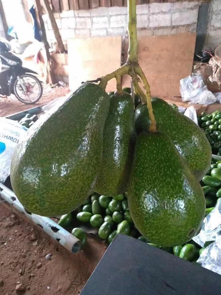 廣西牛油果批發(fā)多少錢 牛油果價格