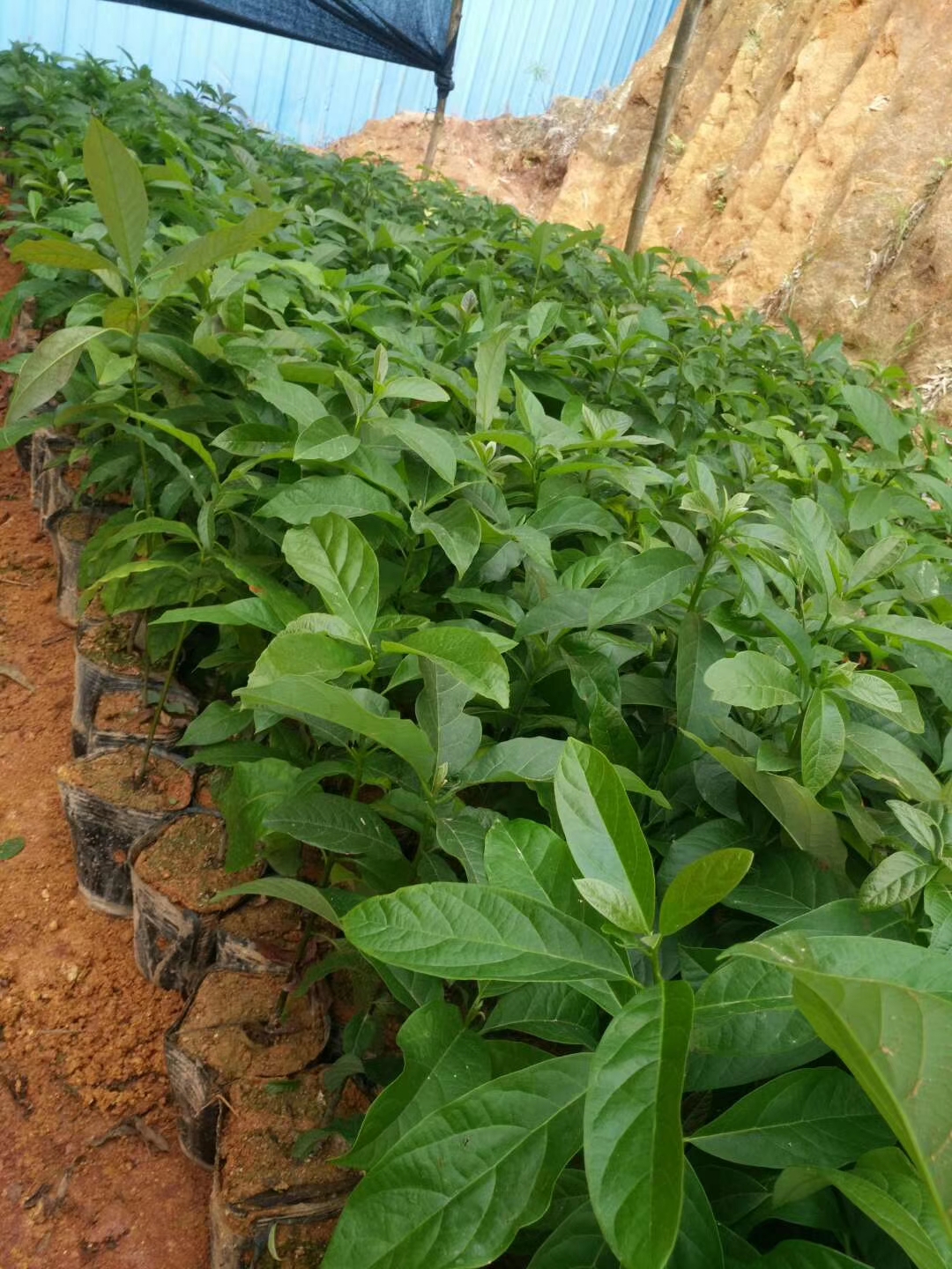 廣西牛油果批發(fā)多少錢 牛油果價格