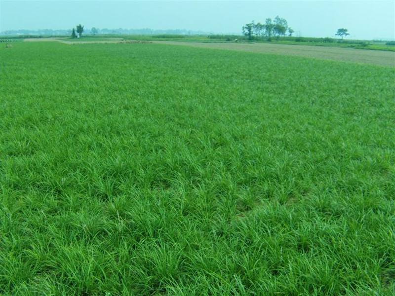 安徽細葉麥冬草草皮種植基地直銷價格