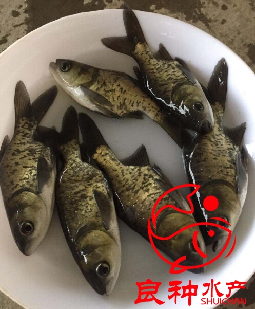 縮骨大頭魚苗批發(fā)價(jià)格_價(jià)格