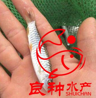 青竹鯇魚苗價(jià)格_批發(fā)商