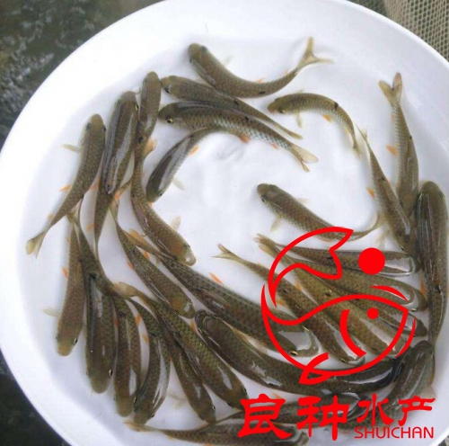 青竹鯇魚苗價(jià)格_批發(fā)商