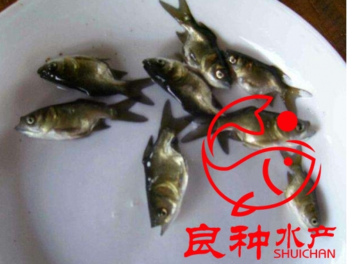 縮骨大頭魚苗批發(fā)價(jià)格_價(jià)格