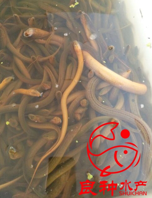 黃鱔魚苗批發(fā)_價(jià)格