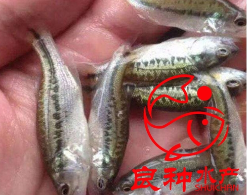 廣州加州鱸魚(yú)苗養(yǎng)殖場(chǎng)_魚(yú)苗