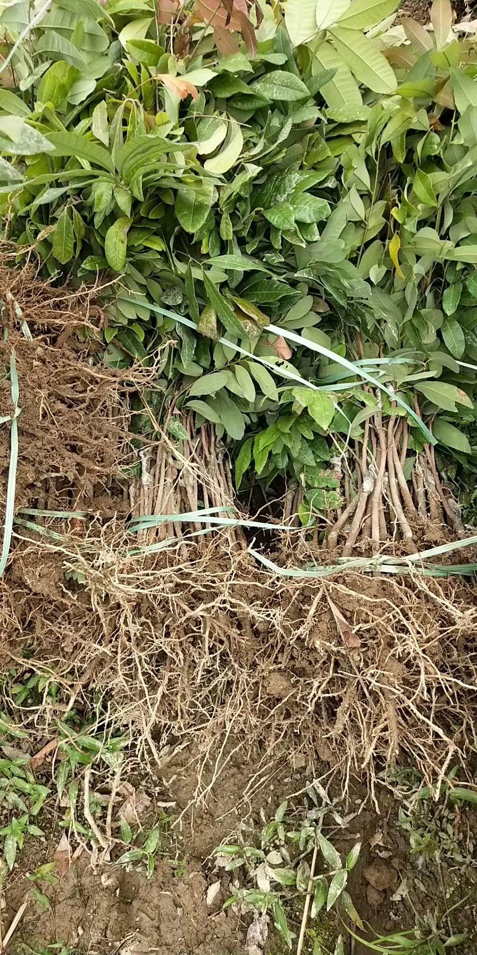 廣西石莢龍眼批發(fā)多少錢