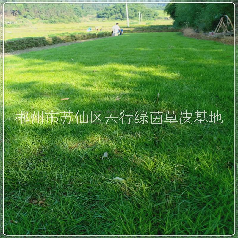 湘潭馬尼拉草皮卷種植基地，湘潭哪里有馬尼拉草皮卷賣，湘潭馬尼拉草皮卷基地直銷