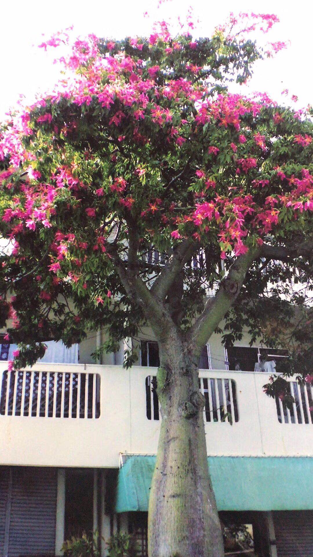 園林景觀庭院綠化大腹木棉苗木基地*