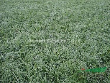 安徽滁州麥冬草種植基地-草坪種植報價優(yōu)質供應
