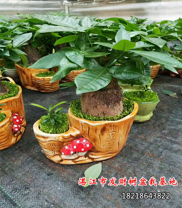 深圳小盆栽發(fā)財(cái)樹批發(fā)基地-優(yōu)質(zhì)供應(yīng)商服務(wù)電話