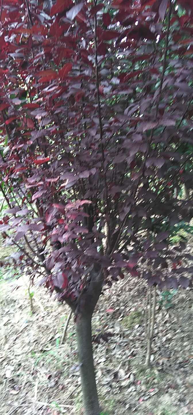 河南紫葉李苗種植基地-苗木種植基地報價優(yōu)質(zhì)供應商