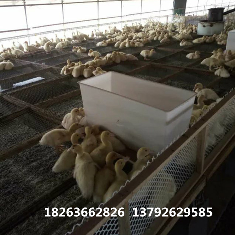 喂料箱廠家 肉鴨料箱廠家 鴨料箱